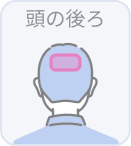 頭の後ろは対象外