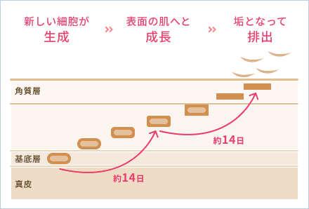 美容皮膚（メディカルスキンケア）内服薬は、トラブルの起こりにくい土台作り、細胞ダメージのケア、蓄積メラニンの排出をサポートする。
