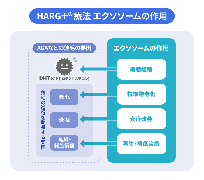 HARG+®療法で用いられるエクソソームの作用の図解。組織・細胞の再生、炎症改善、抗細胞老化、DHT(ジヒドロテストステロン)の増加を上回る細胞増殖の4つの作用を紹介のイメージ