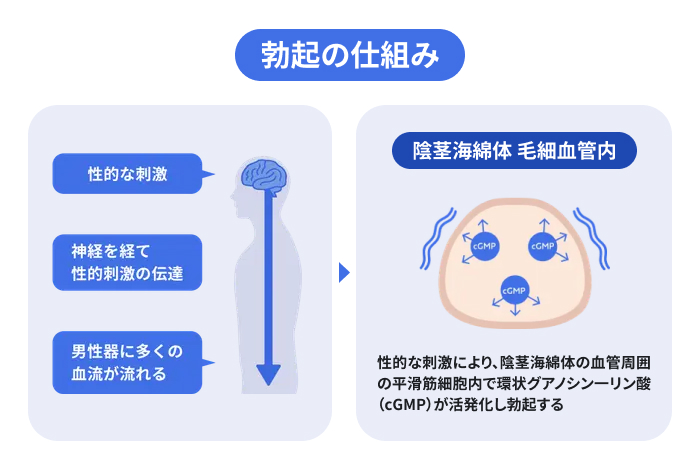 勃起の仕組みを表したイメージ図。性的な刺激を受けると、脳から神経を通じて信号が伝わり、男性器へ多くの血液が流れる。これにより、陰茎海綿体の血管周囲の平滑筋細胞内で環状グアノシン一リン酸(cGMP)が活発化し勃起する。