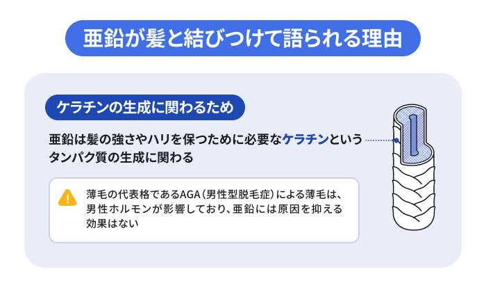 亜鉛が髪と結びつけて語られる理由を示した図解。亜鉛は髪のハリやコシを保つケラチンの生成に関わるが、男性ホルモンが原因のAGA(男性型脱毛症)による薄毛を抑える効果はないことを説明している。