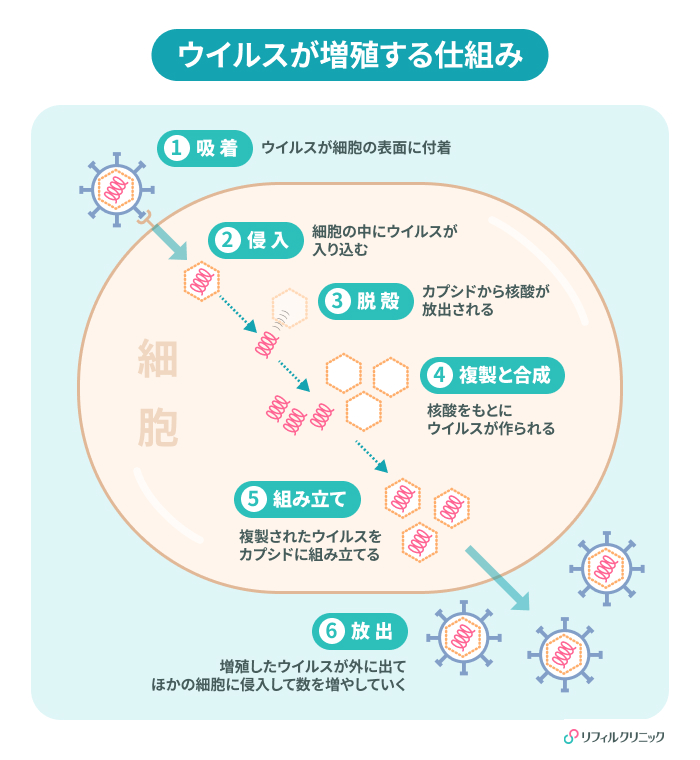 風邪をひく原因は？ウイルスの種類や免疫などの要因、似ている病気も