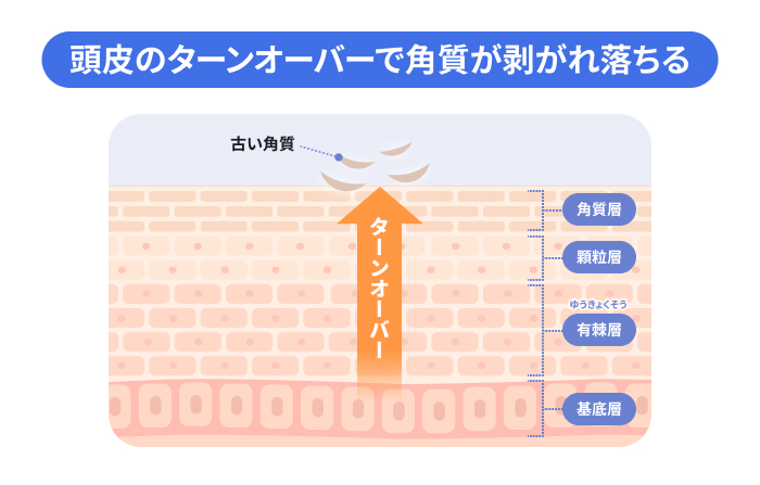 頭皮のターンオーバーの仕組みを示す皮膚の断面図。基底層から角質層へ皮膚が生まれ変わり、最上部で古い角質が剥がれ落ちる様子を表したイメージ図。