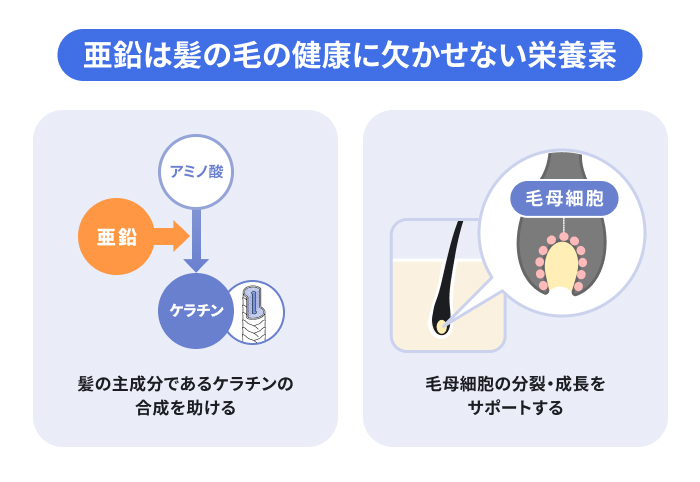 亜鉛は髪の毛の健康に欠かせない栄養素(髪の主成分であるケラチンの合成を助ける、毛母細胞の分裂・成長をサポートする)