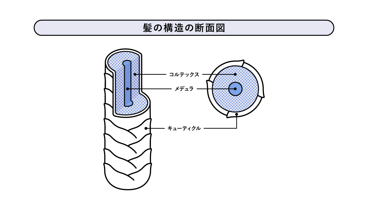 髪構造の断面図.png