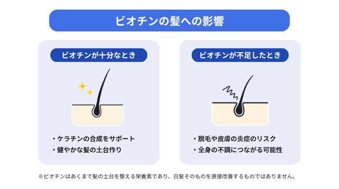 ビオチンが十分なときはケラチン合成をサポートして健やかな髪の土台を作り、不足すると脱毛や皮膚炎のリスクが高まるという、ビオチンの髪への影響を比較した図