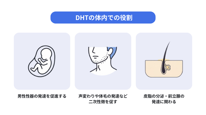 DHTの体内での役割として、男性性器の発達促進、声変わりや体毛の発達などの二次性徴の促進、皮脂分泌や前立腺発達への関与の3つの働きをイラストで整理した図解。
