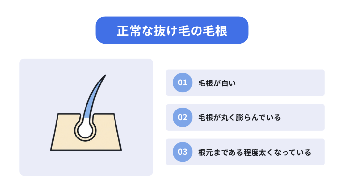正常な抜け毛の毛根(1,毛根が白い、2.毛根が丸く膨らんでいる、3.根元まである程度太くなっている)