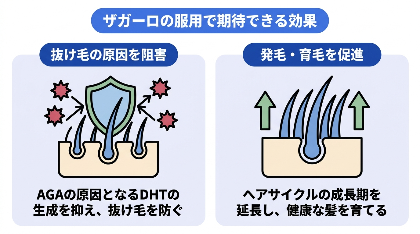 ザガーロの服用で期待できる効果を示した図。抜け毛の原因を阻害:AGAの原因となるDHTの生成を抑え、抜け毛を防ぐ。発毛・育毛を促進:ヘアサイクルの成長期を延長し、健康な髪を育てる