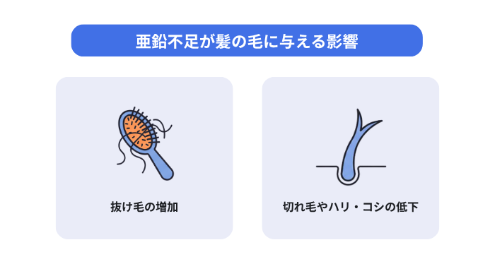 亜鉛不足が髪の毛に与える影響(抜け毛の増加、切れ毛やハリ・コシの低下)
