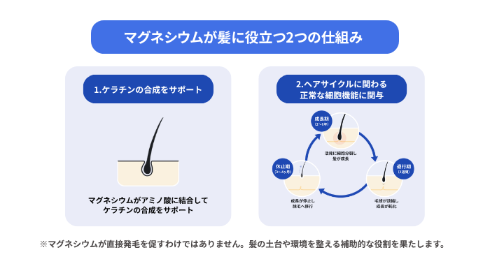 マグネシウムが髪に役立つ2つの仕組みを示した図解。ケラチンの合成をサポートするイメージ図と、ヘアサイクルに関わる正常な細胞機能に関与するイメージ図。