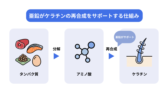 食事で摂取したタンパク質が体内でアミノ酸に分解されたあと、亜鉛のサポートを受けて髪の主成分であるケラチンへ再合成されるプロセスを表した図解。